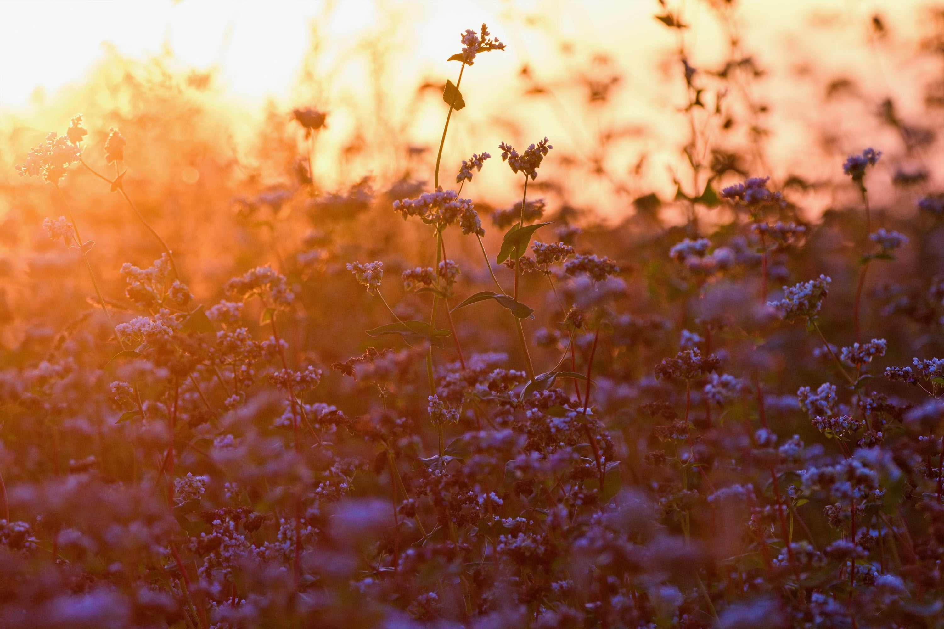 Comment votre peau change avec les saisons - Conseils de soins saisonniers avec le masque LED Lumière™